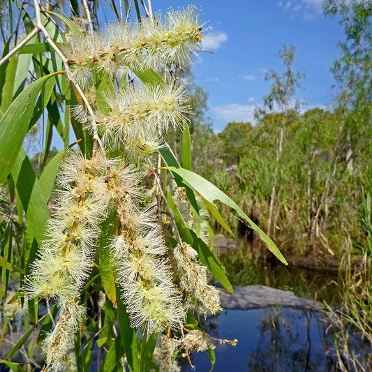 Cajeput 百千層精油