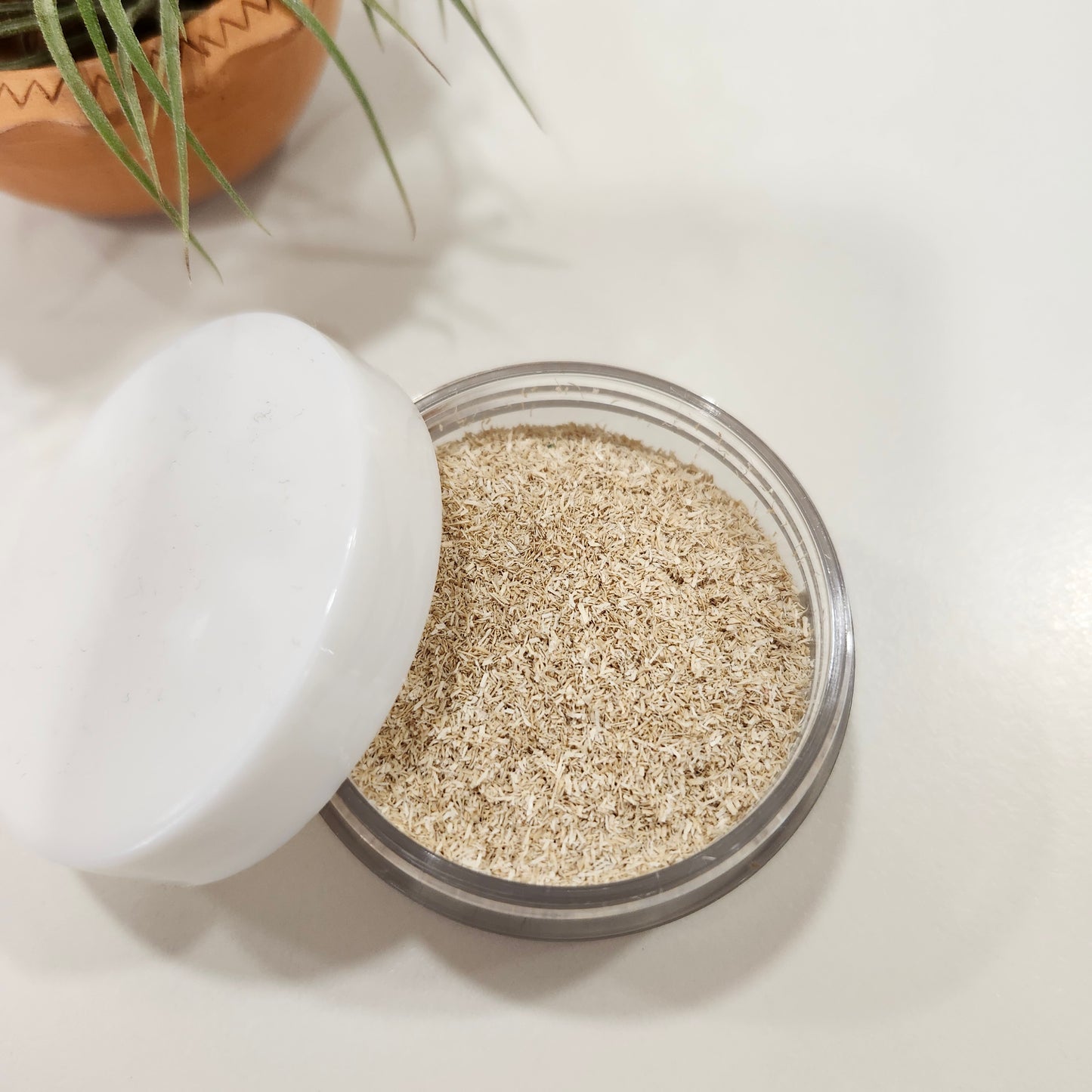 Luffa 絲瓜絡磨沙