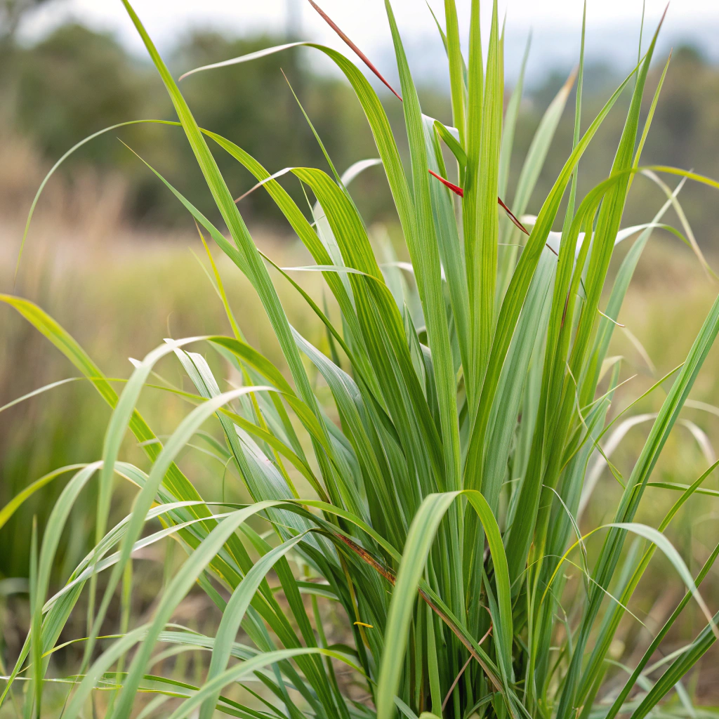 Citronella 香茅