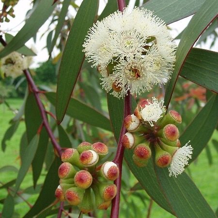 Eucalyptus Radiate 澳洲尤加利精油