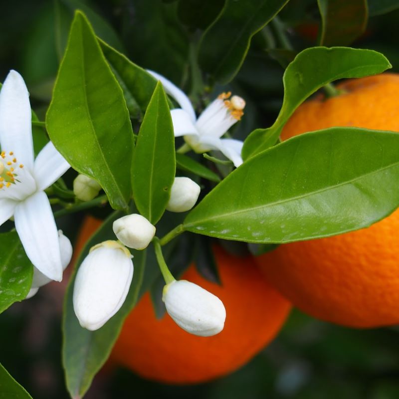 Neroli Bigarade 橙花精油