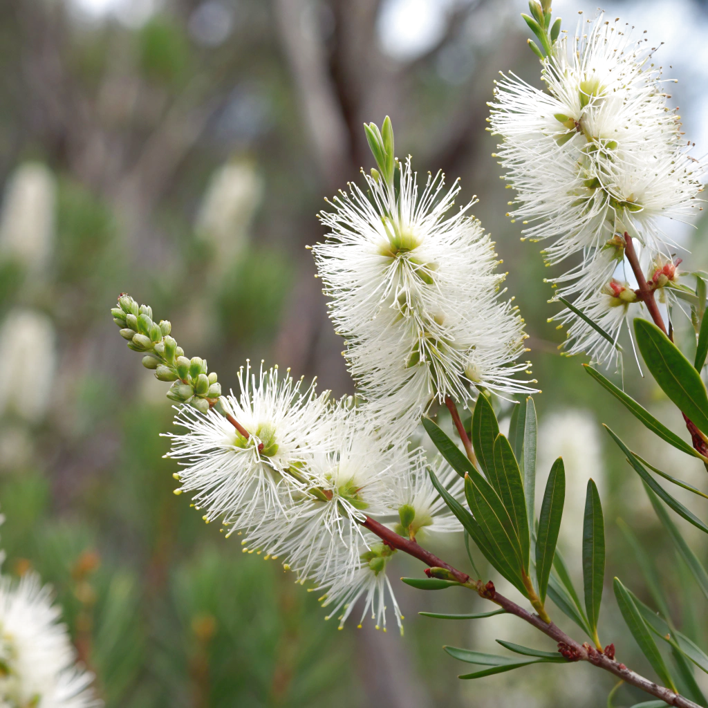Niaouli ct. Cineole 綠花白千層精油