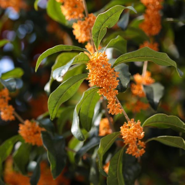 Osmanthus 桂花精油