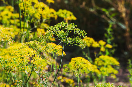 Galbanum 白松香精油