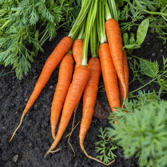 Carrot Oil 野胡蘿蔔油