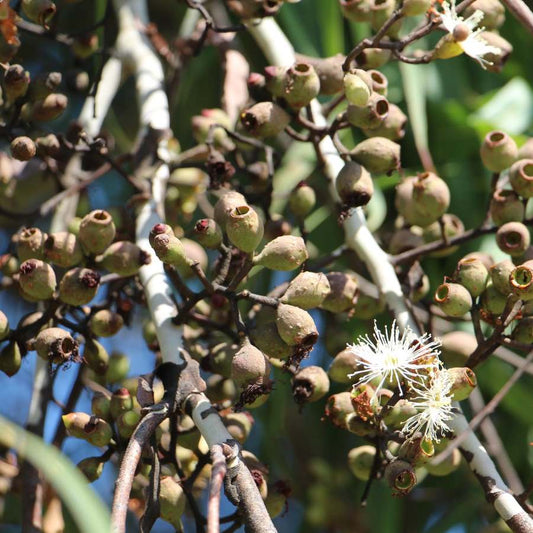 Eucalyptus lemon 檸檬尤加利精油