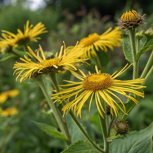 Inula 土木香精油