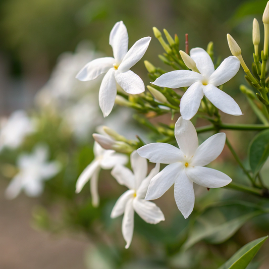Jasmine Absolute 茉莉
