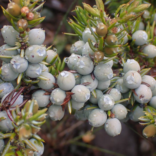 Juniper Berry 杜松果精油