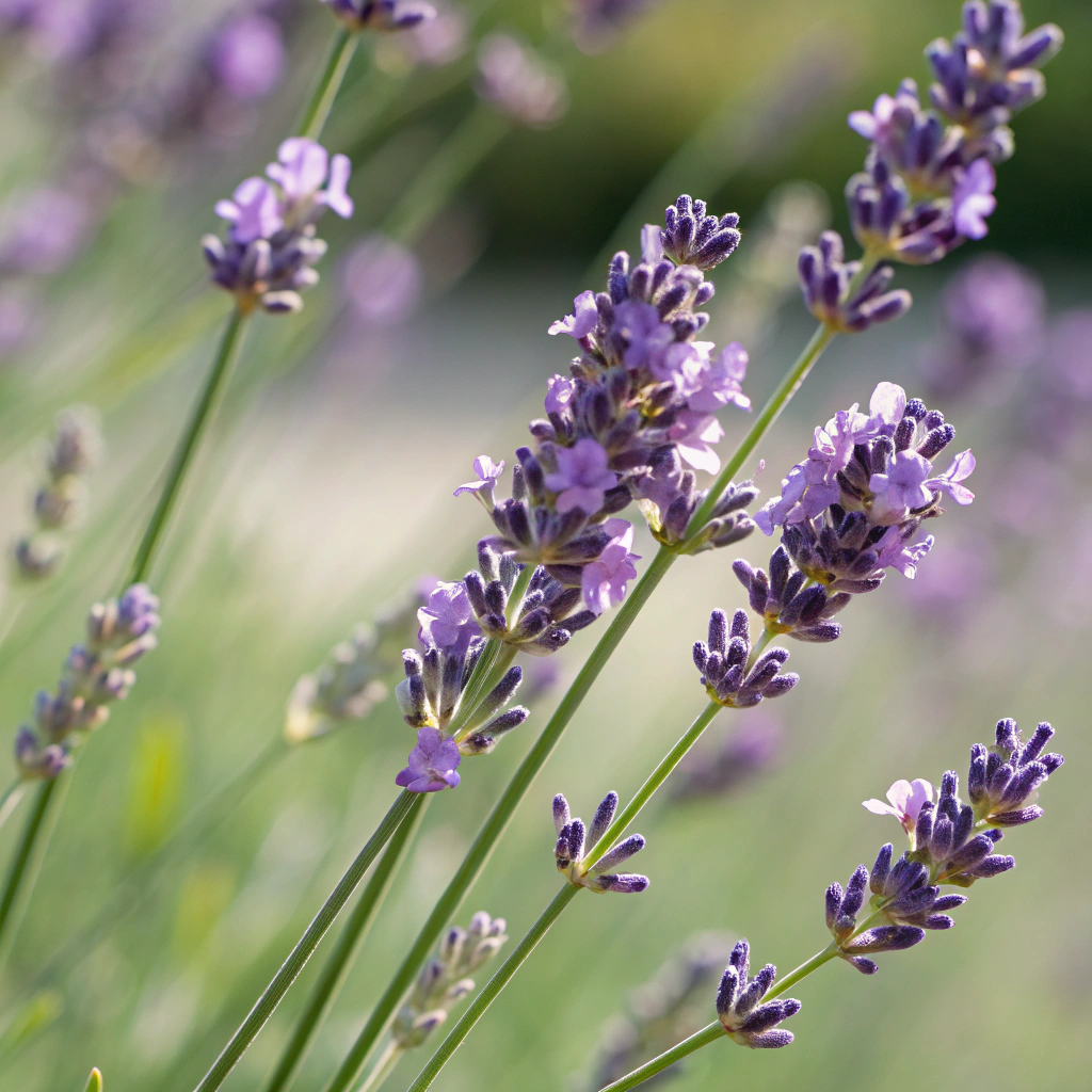 Lavender Hydrolat / Floral Water 薰衣草花水