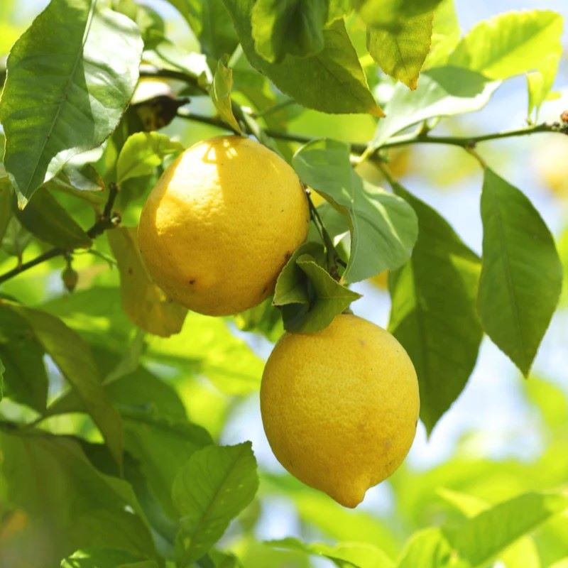 檸檬 Lemon