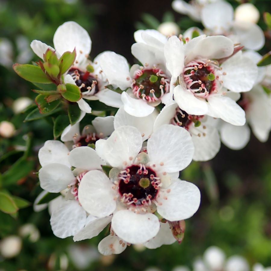 Manuka 松紅梅精油