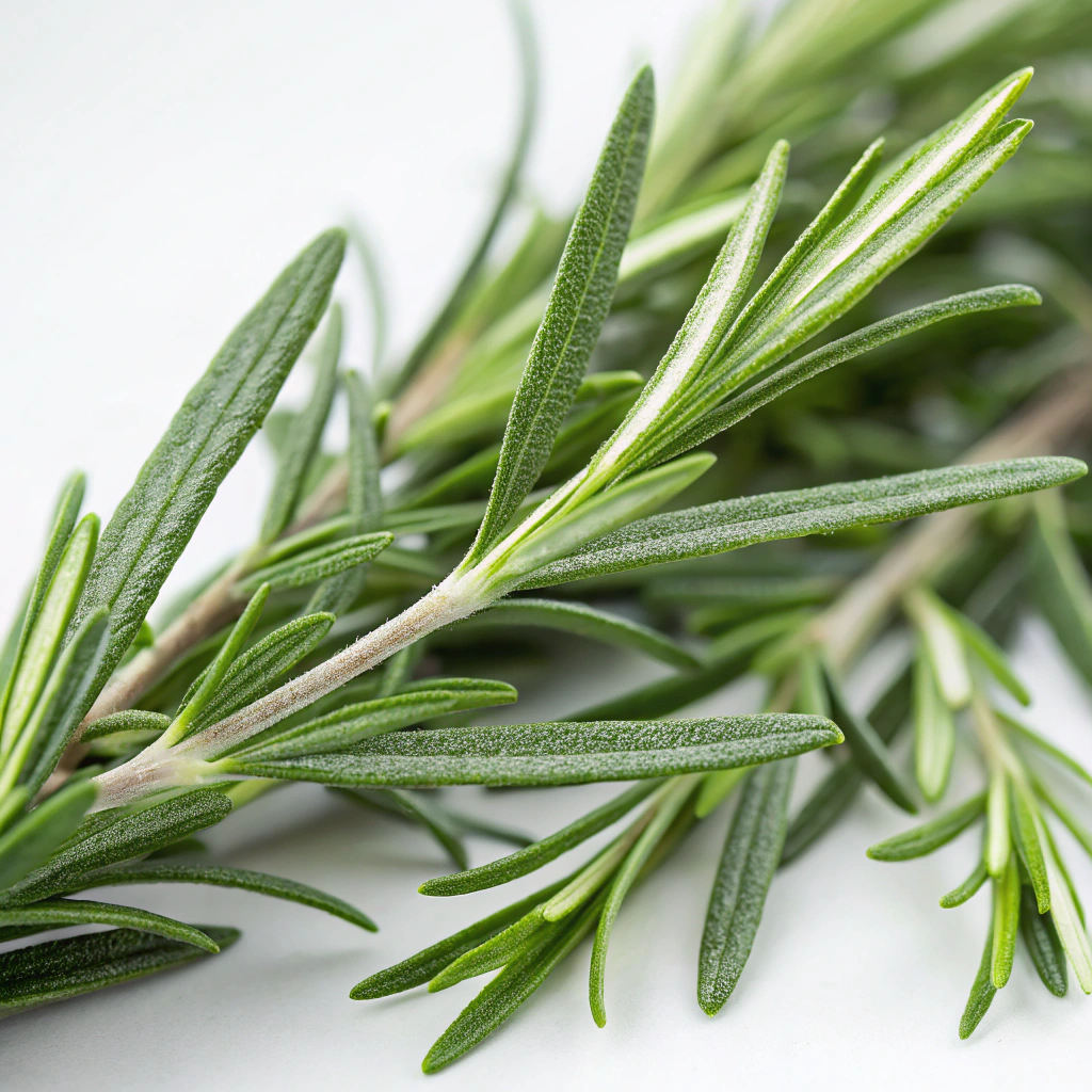 Rosemary ct. Cineole 桉油醇迷迭香