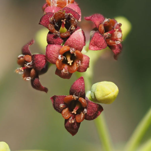 Sandalwood Agmarked 檀香精油