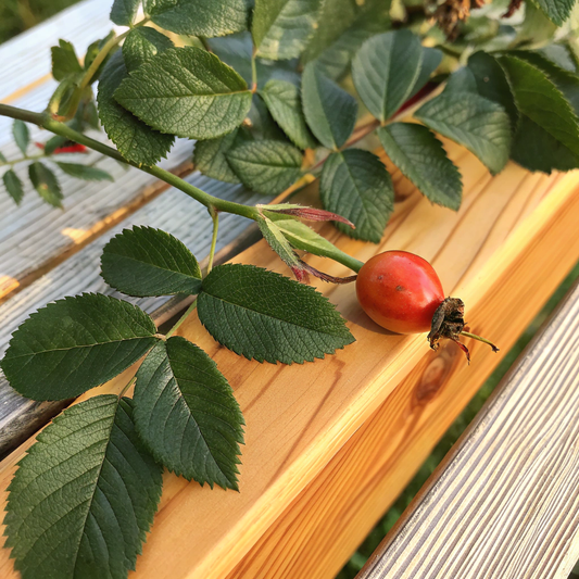 Rose Hip Oil (Wildcrafted) 玫瑰果油