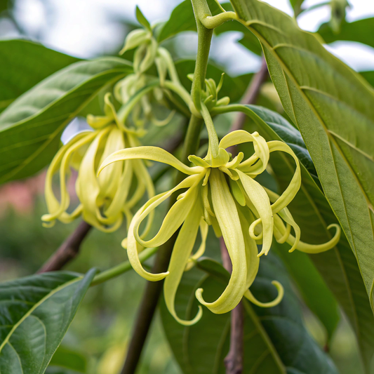 Ylang Ylang Complete 完全依蘭精油